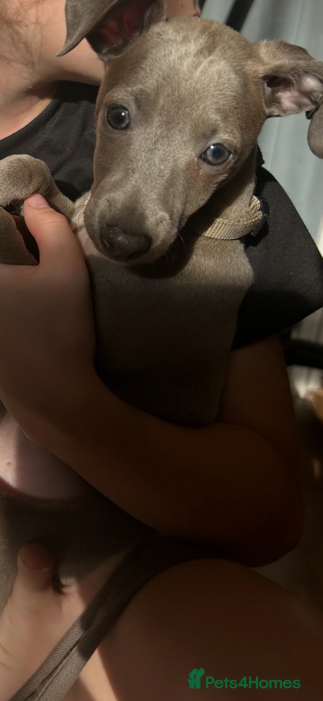 Mixed Breed dogs for sale: Whippet x Italian greyhound pups - Advert 2