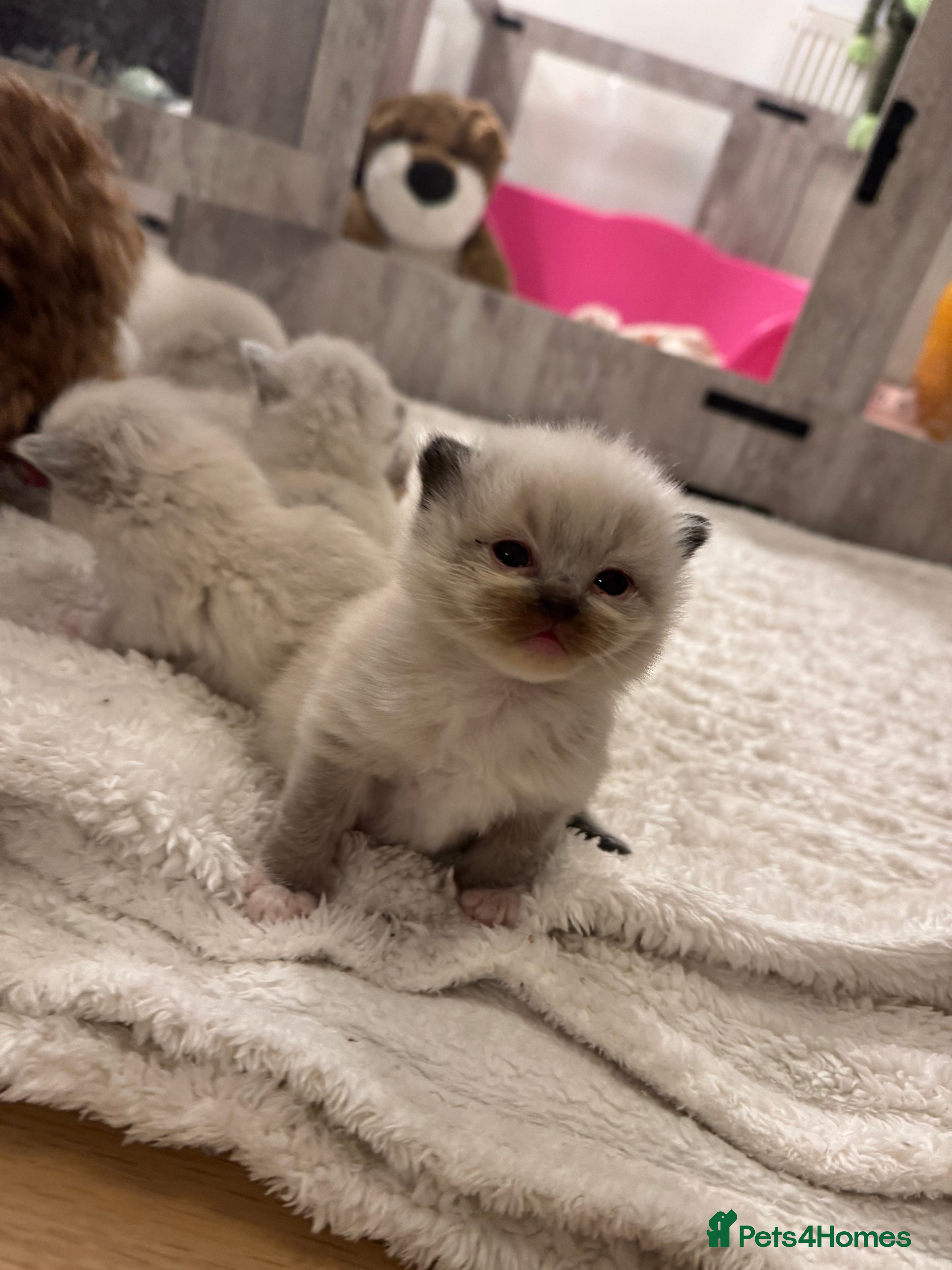 Ragdoll cats 🩵🩵🩵🩵🩵🩷 - Advert 11