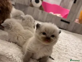 Ragdoll cats 🩵🩵🩵🩵🩵🩷 - Advert 11