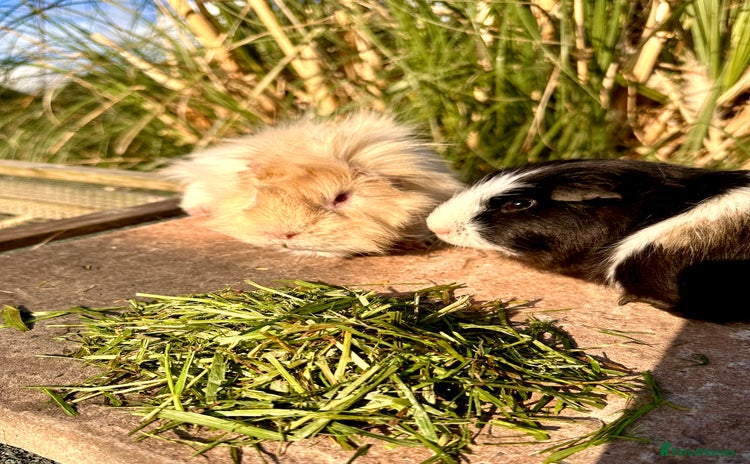Guinea Pig rodents - Advert 1