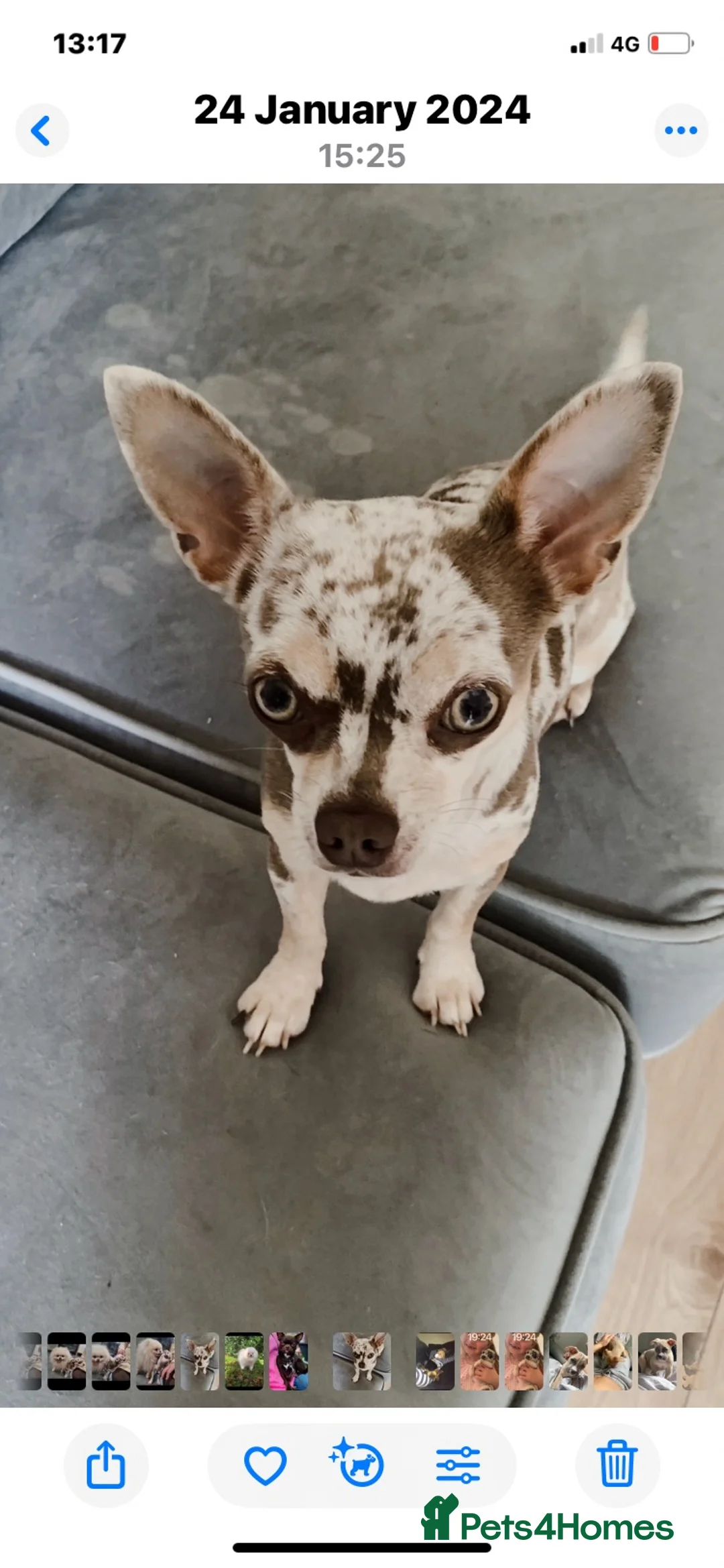 Chihuahua dogs for sale: Apple head chihuahuas  - Advert 8