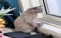 British Shorthair cats for sale: British Shorthair Rehoming - Image 1