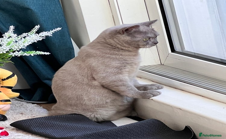 British Shorthair cats - Advert 1