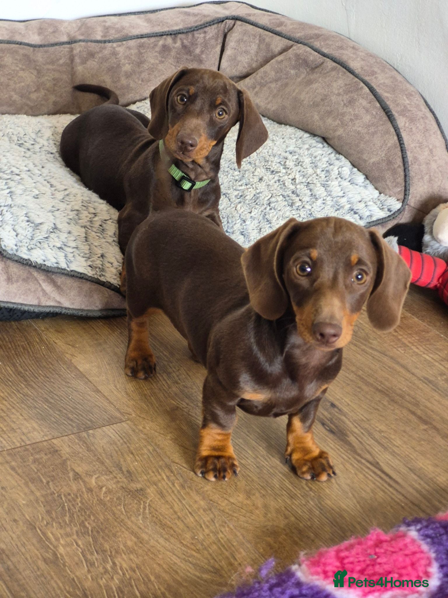 Miniature Dachshund dogs KC REGISTERED QUALITY PUPS  - Advert 1