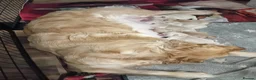 Golden Retriever dogs for sale: Golden Retriever Puppies for Sale. - Advert 3
