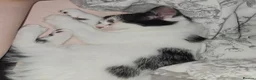 Mixed Breed cats for sale: Kittens for sale - Advert 5