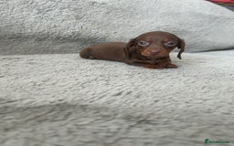 Dachshund dogs for sale: Beautiful dachshund puppies  - Image 6