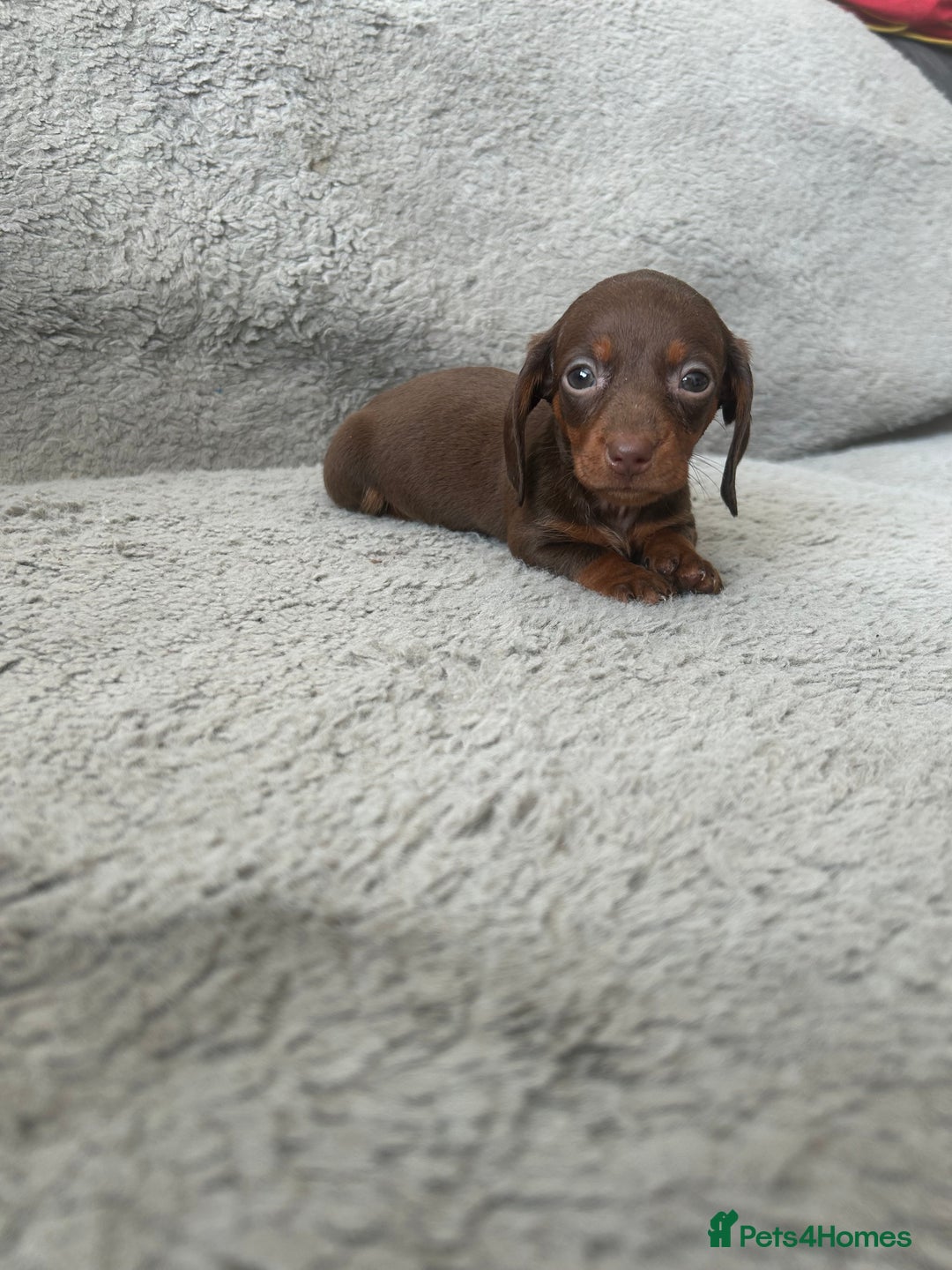 Dachshund dogs for sale: Beautiful dachshund puppies  - Image 6