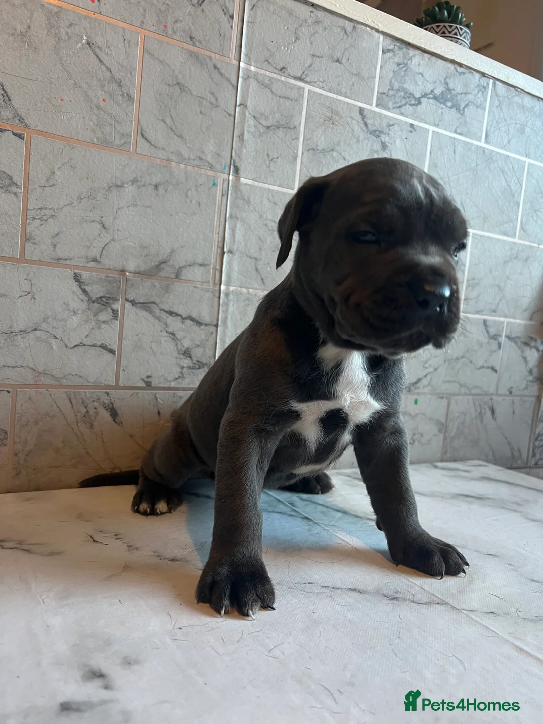 Cane Corso dogs for sale: Cane corso puppies - Advert 6