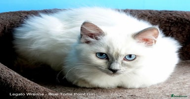 Ragdoll cats - Advert 6