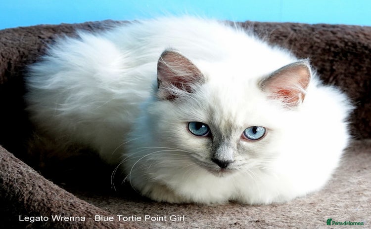 Ragdoll cats - Advert 1