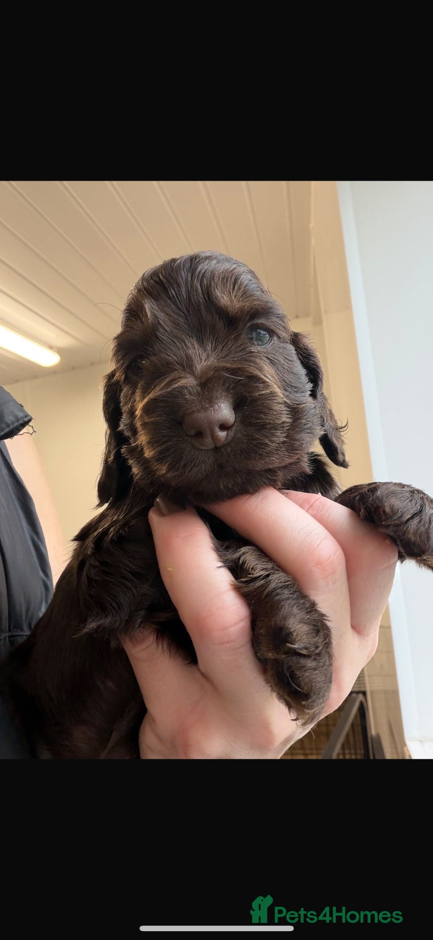 Cocker Spaniel dogs 🤎 KC show cocker spaniels 🤎 - Advert 1