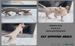 Sphynx cats for sale: FAB OPPORTUNITY! adults&kittens active TICA reg! - Image 3