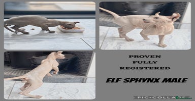 Sphynx cats - Advert 7
