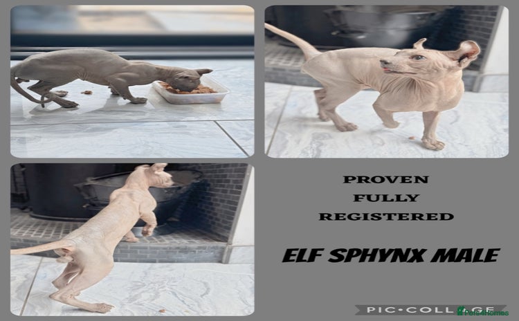 Sphynx cats - Advert 16
