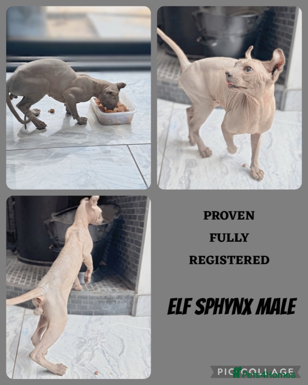 Sphynx cats for sale: FAB OPPORTUNITY! adults&kittens active TICA reg! - Image 3
