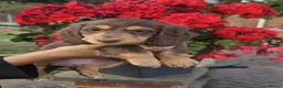 Miniature Dachshund dogs for sale: Beautiful Long-Haired Miniature Dachshund Puppies  - Advert 3