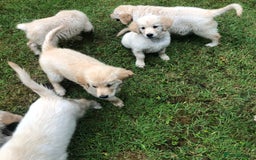 Golden Retriever dogs for sale: Quality KC puppies from health tested parents  - Image 5