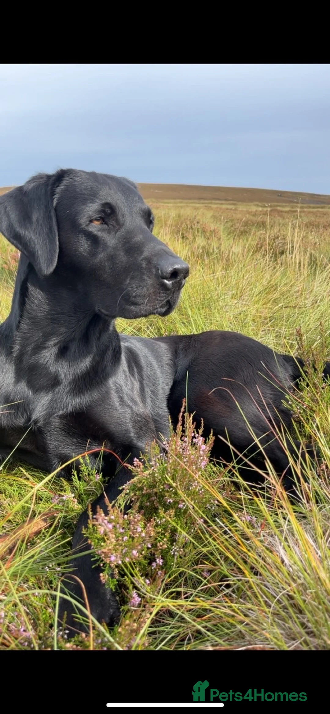 Labrador Retriever dogs for stud: Black Labrador for Stud  - Advert 3