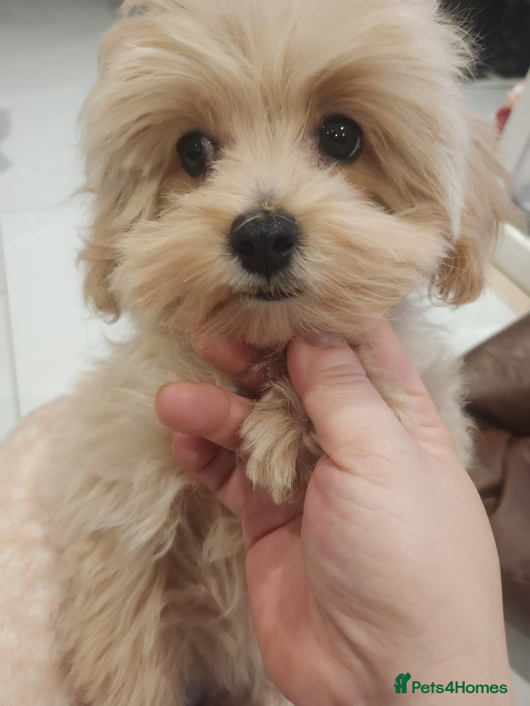 Maltipoo dogs for sale: Maltipoo F1, KC Parents Extensively DNA Clear - Advert 4