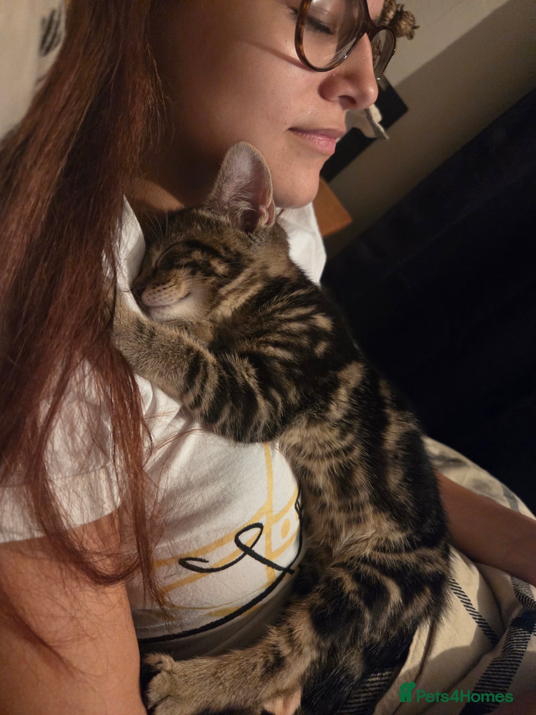 Mixed Breed cats for sale: 2 kittens for sale  - Image 1
