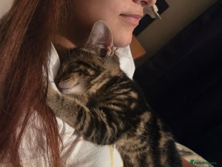 Mixed Breed cats - Advert 18