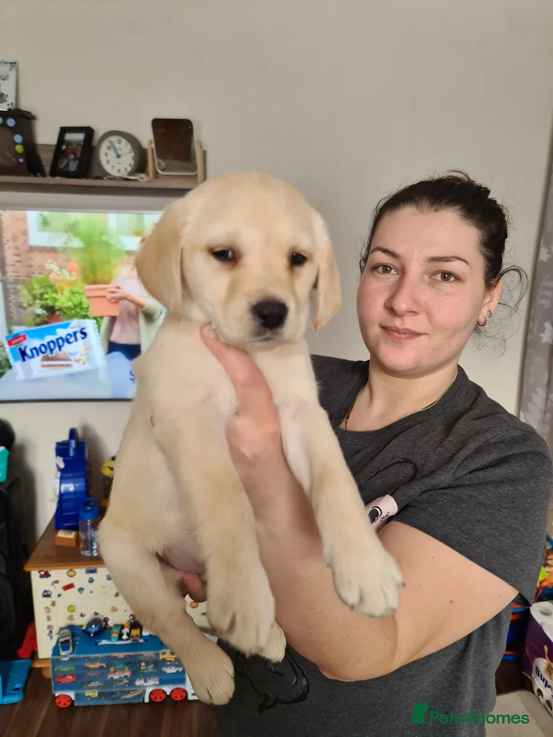 Labrador Retriever dogs for stud: Exceptional Chocolate Labrador FOR STUD in Bedford - Advert 8