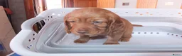 Cocker Spaniel dogs for sale: Working Cocker Spaniels - Advert 8