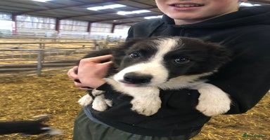 Border Collie dogs - Advert 9