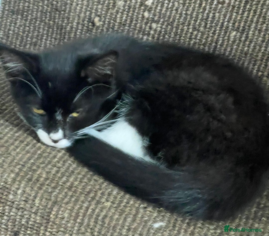 Mixed Breed cats for sale: Beautiful kittens  - Image 11