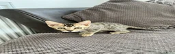 Bengal cats for sale: Stunning full pedigree registered bengal kittens  - Advert 10
