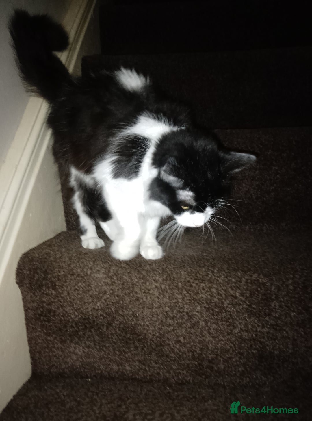 Mixed Breed cats for sale: FREE to good home - Image 3