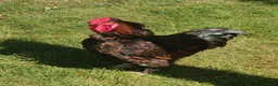 Chickens poultry for sale: Roosters and cockerels for Sale in Northolt - Advert 6