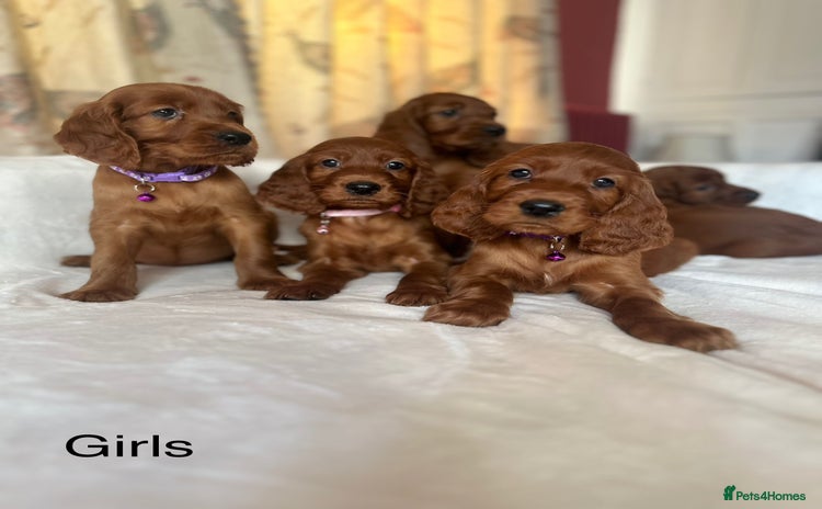 Irish Setter dogs - Advert 1