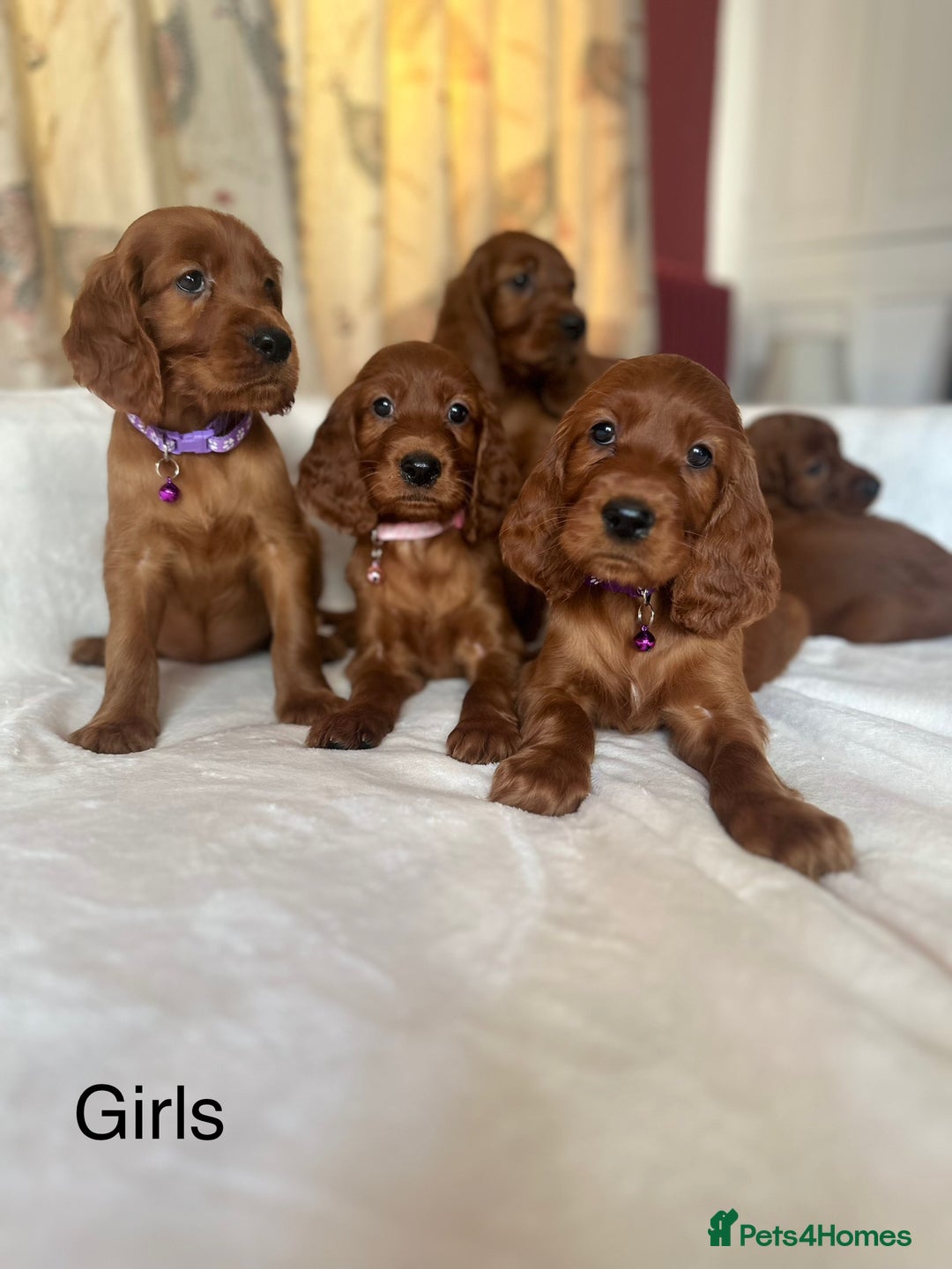 Irish Setter dogs for sale: Irish Setter Puppies 💜 - Image 1