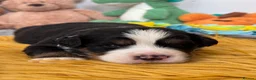 Bernese Mountain Dog dogs for sale: KC Registered Bernese Mountain Dog Puppies - Advert 34