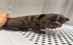French Bulldog dogs for sale: French Bulldog Puppies – Beautiful and Home-Raised - Image 11