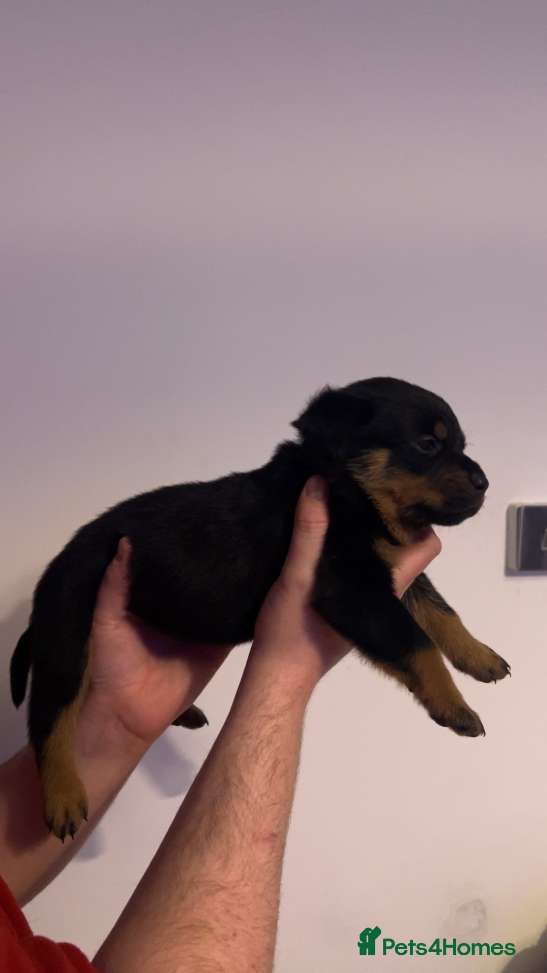 Rottweiler dogs for sale: ⭐ LAST THREE ROTTWEILER PUPPIES LEFT ⭐  - Advert 14
