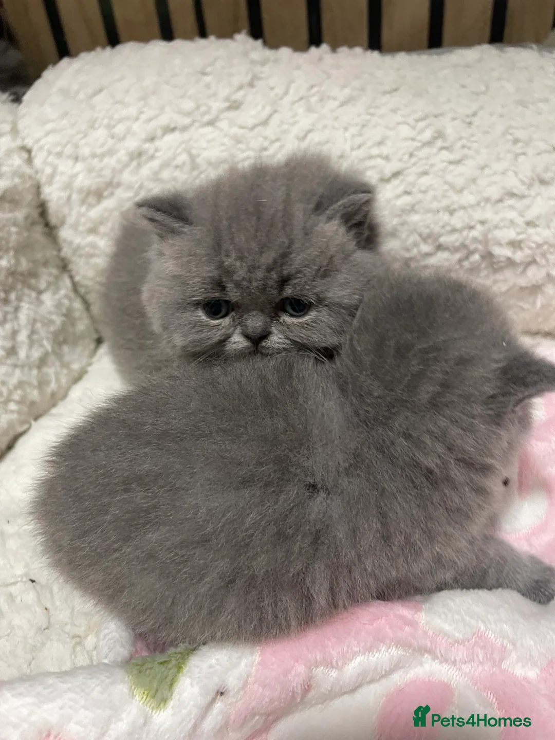 British Shorthair cats for sale: Stunning GCCF  Blue British Shorthair Kittens - Advert 13