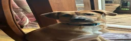 Mixed Breed dogs for adoption: Georgie Porgie 💙 in Dorchester - Advert 6