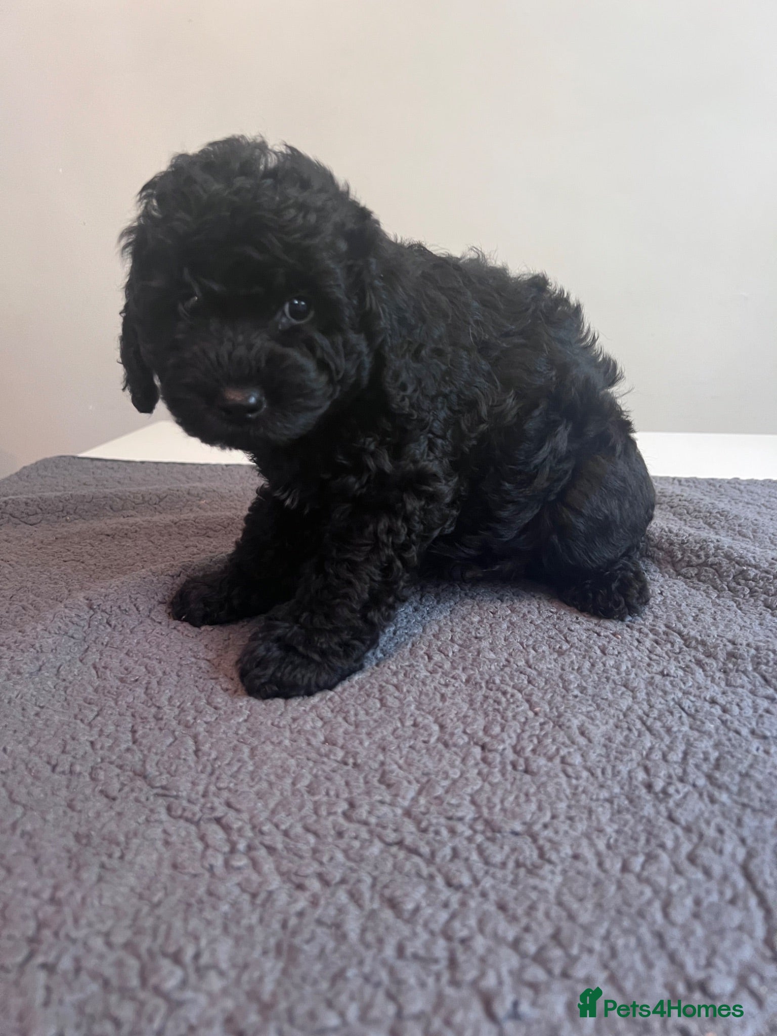 Cockapoo dogs 🐶 Beautiful F1B Cockapoo Puppies 🐶 - Advert 2