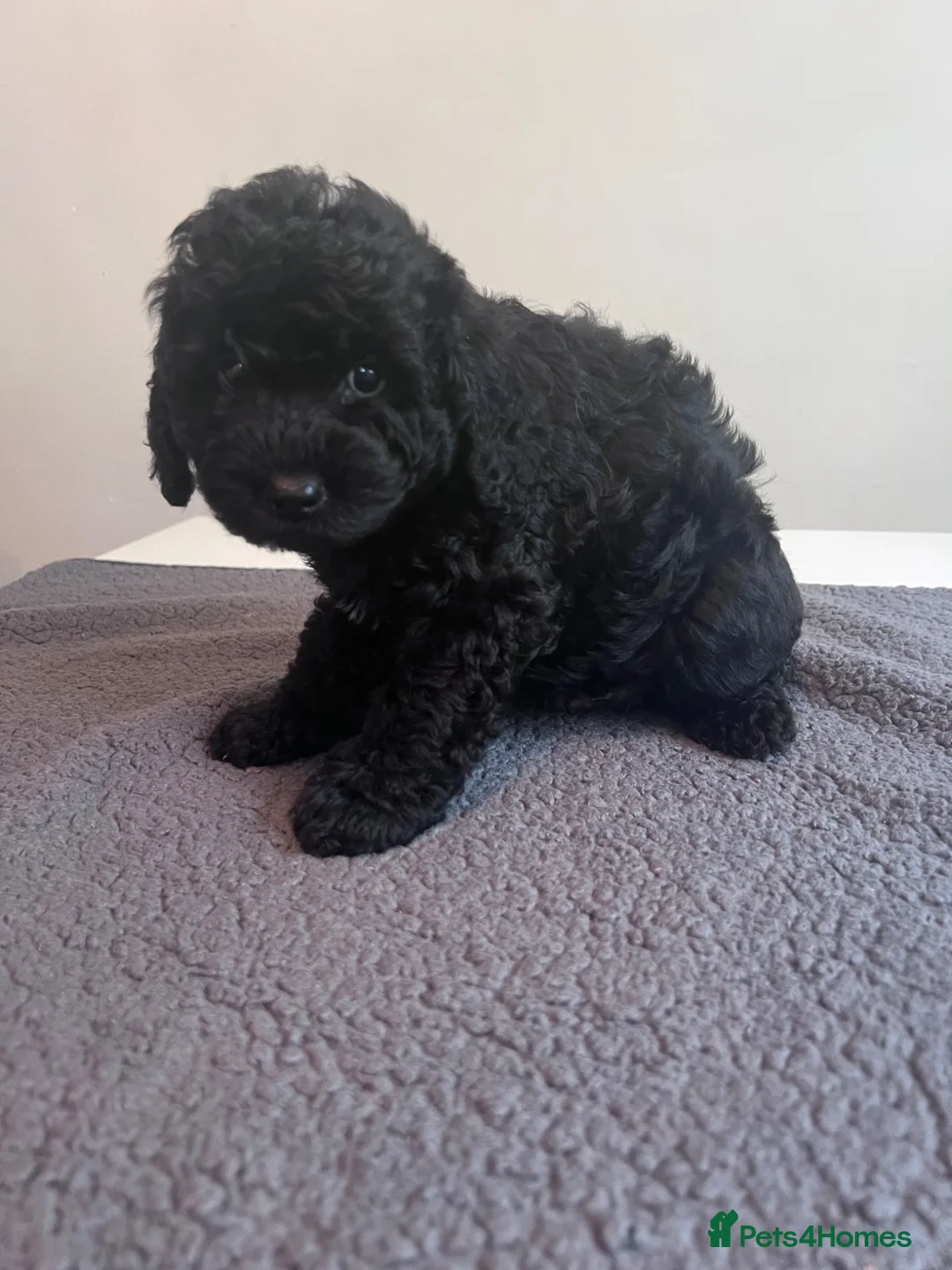 Cockapoo dogs for sale: 🐶 Beautiful F1B Cockapoo Puppies 🐶 - Advert 2