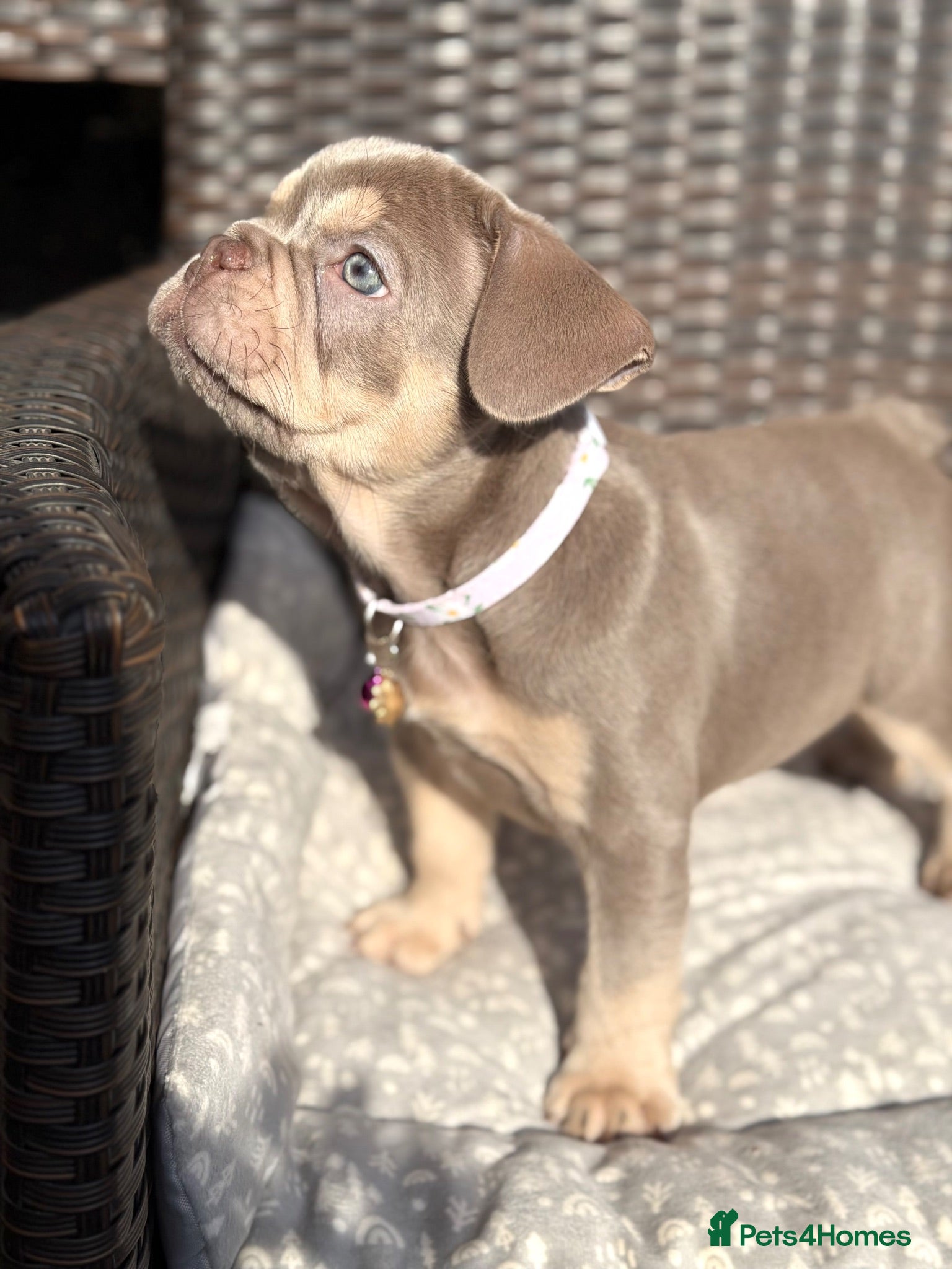 French Bulldog dogs KC French bulldog puppies highly healthed parents - Advert 2