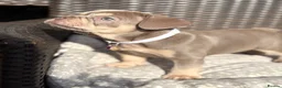 French Bulldog dogs for sale: KC French bulldog puppies highly healthed parents - Advert 3
