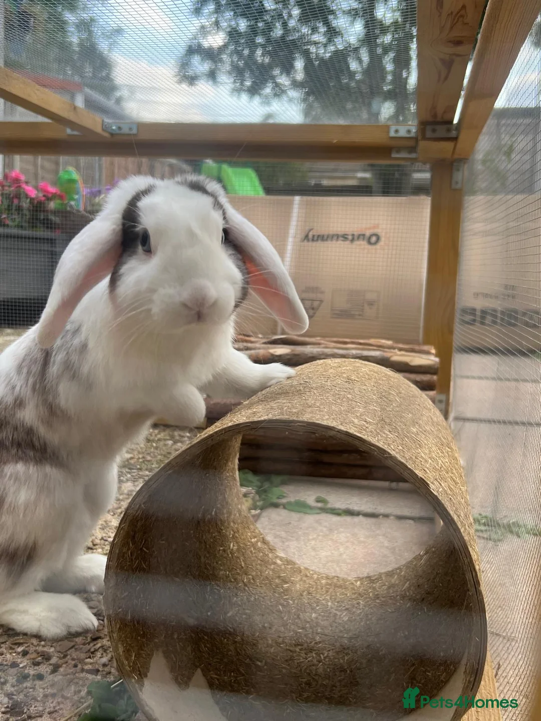 Mini Lop rabbits for sale: 2 year old mini lop rabbit  in Birmingham - Advert 2