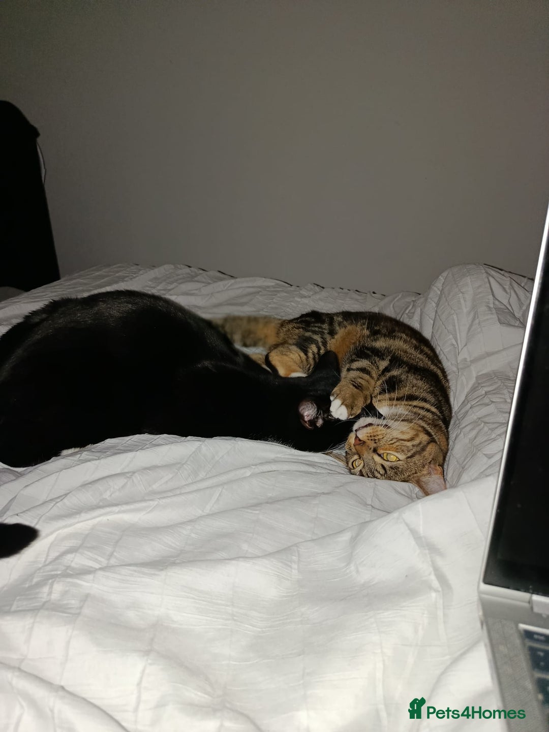Mixed Breed cats for sale: Lovely Bonded pair (M+F) - must stay together - Advert 9