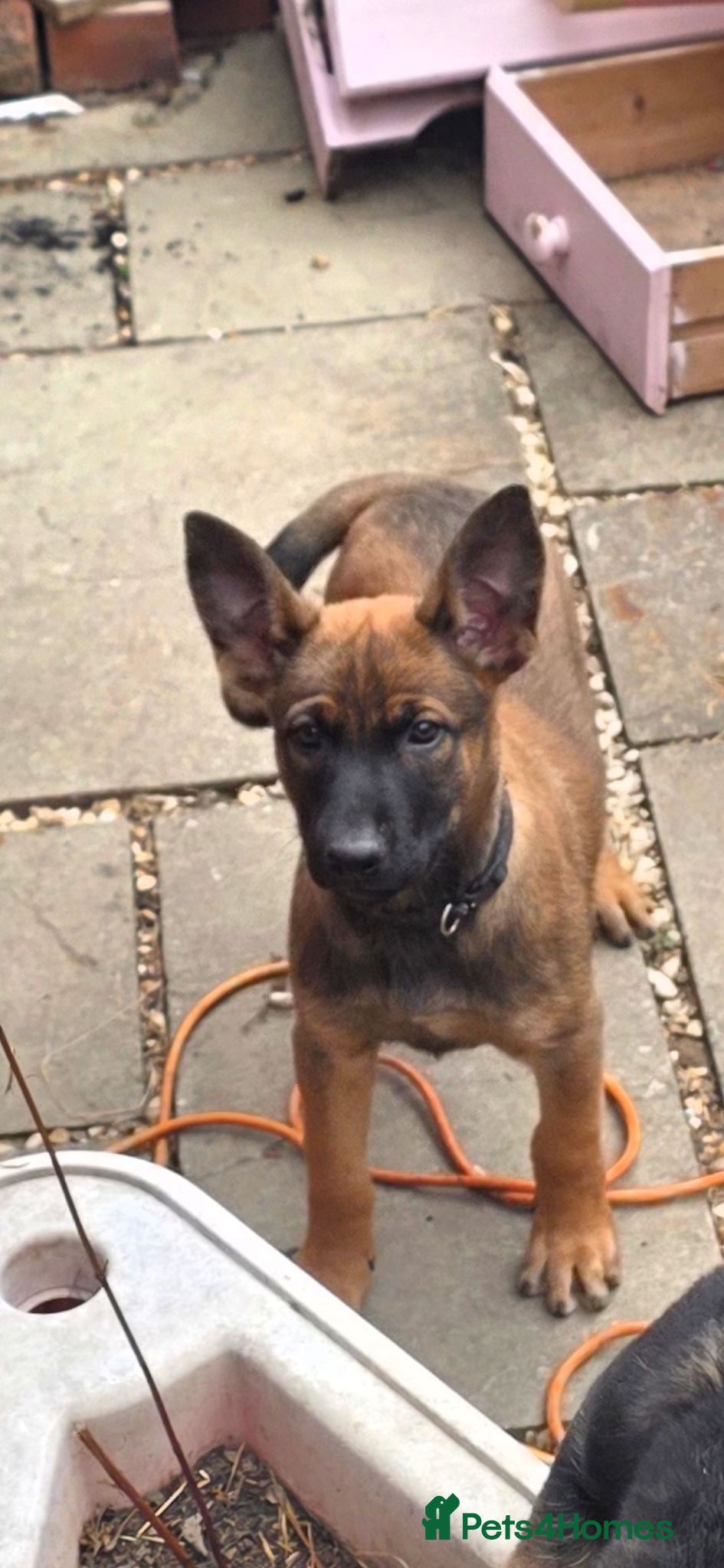Belgian Shepherd Dog dogs Ringsport fci knpv malinois price reduced  - Advert 7