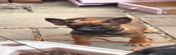 Belgian Shepherd Dog dogs for sale: Ringsport fci knpv malinois price reduced  - Advert 1