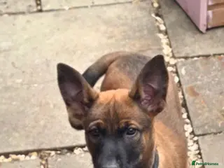 Belgian Shepherd Dog dogs Ringsport fci knpv malinois price reduced - Advert 7