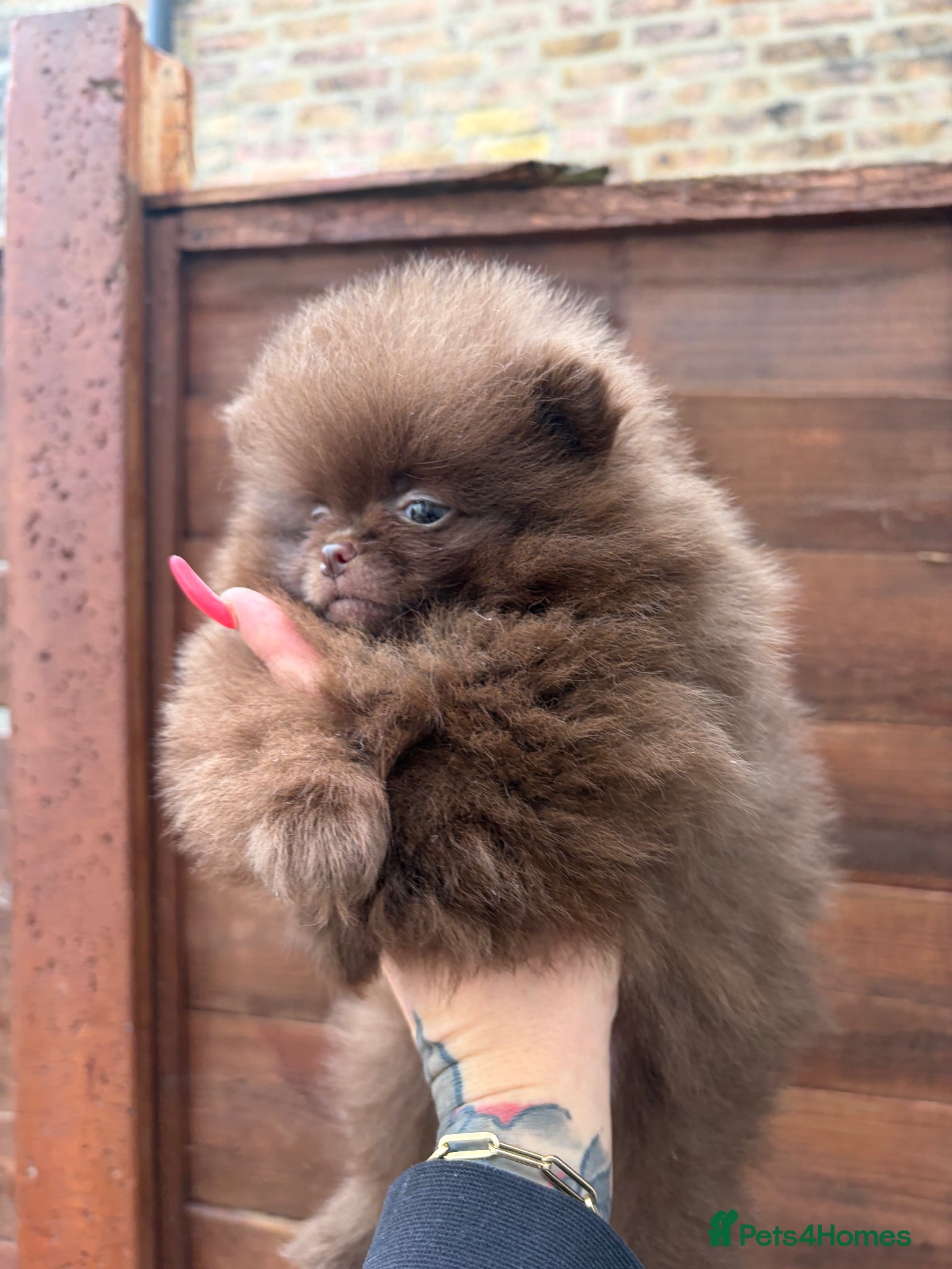 Pomeranian dogs Amazing Poms teddy bear🐻 1 left  - Advert 1